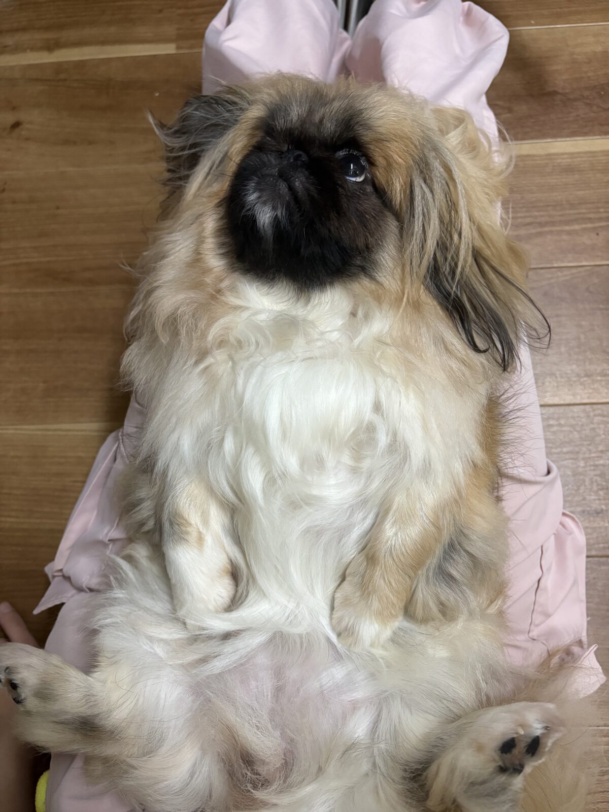 ペキニーズのたんぽぽ
